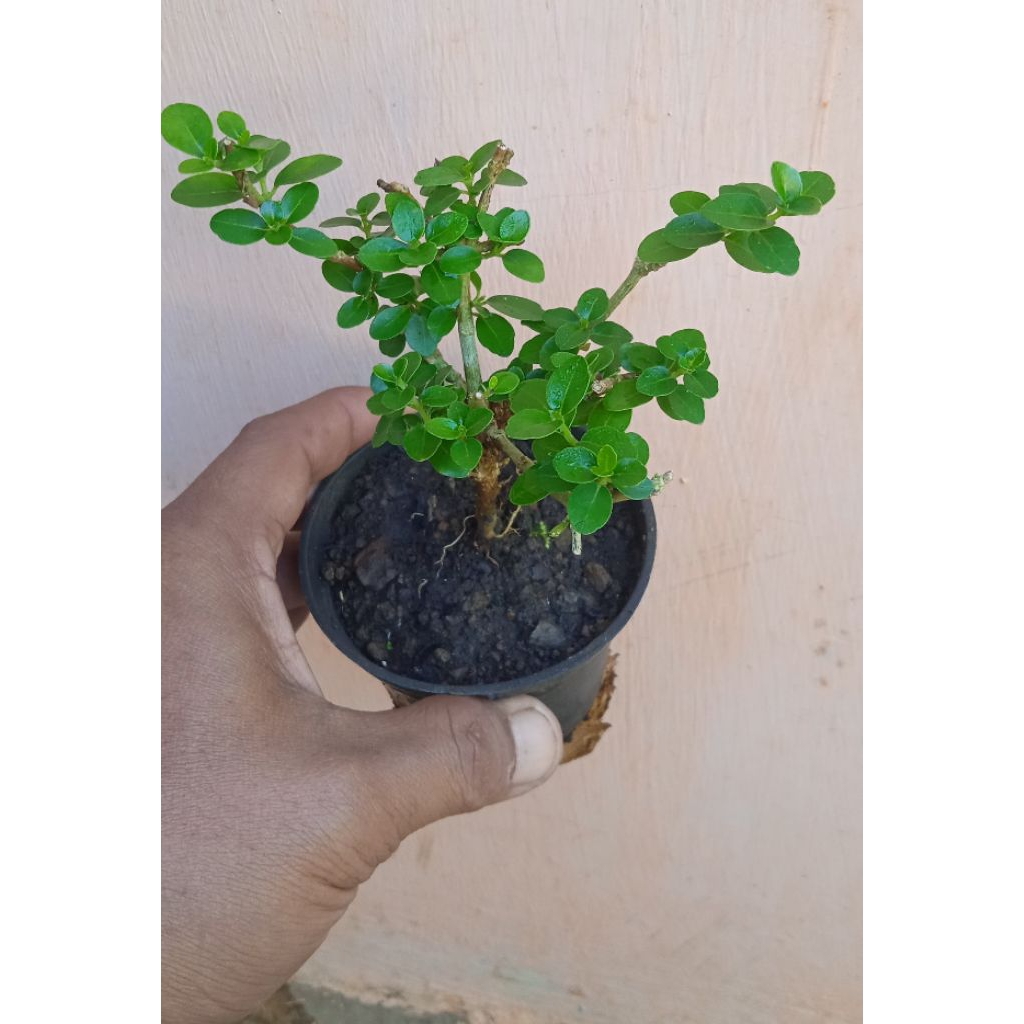 Bonsai sancang bahan bonsai sancang mini