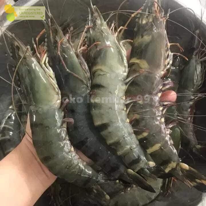 Udang Tiger Udang Windu Udang Pancet Udang Besar Udang Jumbo Udang Segar 1Kg