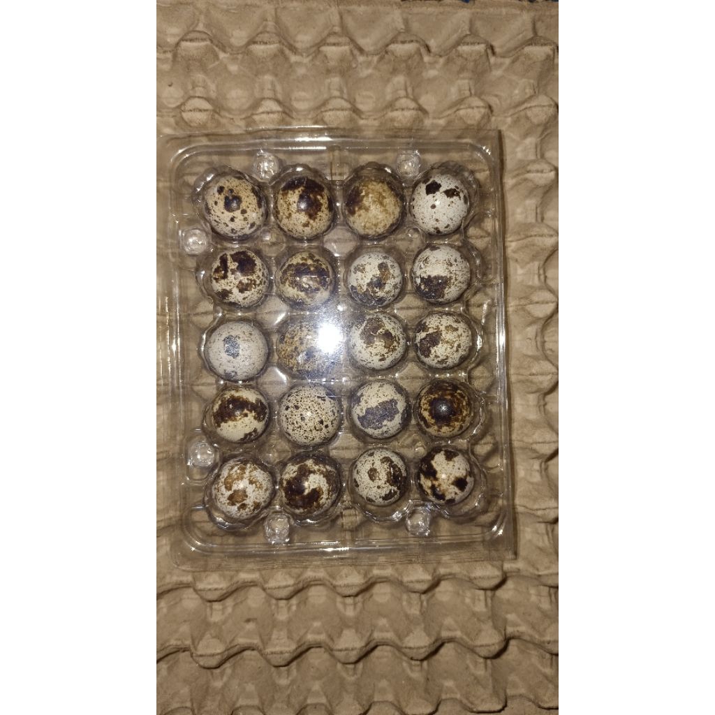 

Telur puyuh kemasan isi 20 butir