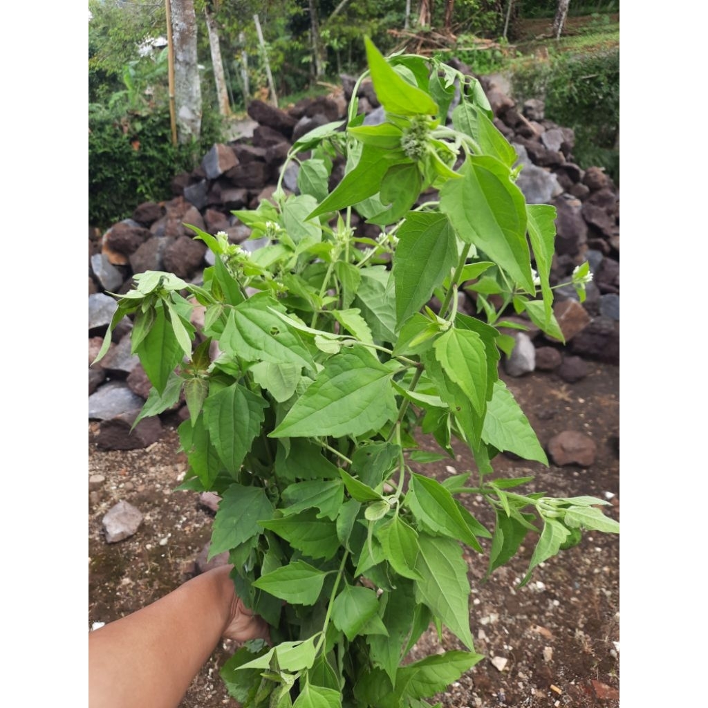 

Daun Kirinyuh Segar 500gr | Obat Luka Lecet | Daun Balakacida