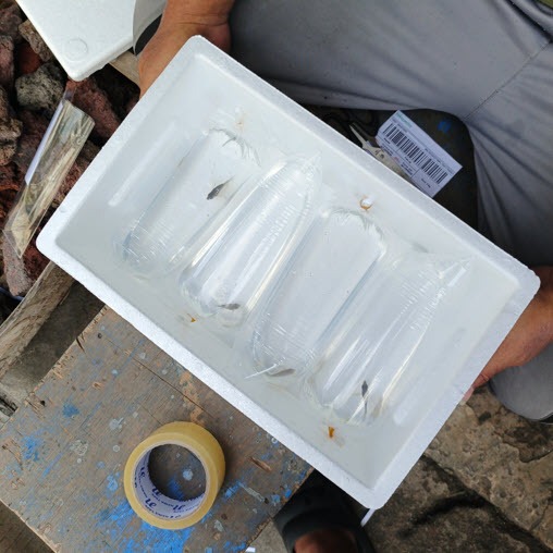 

PACKING STYROFOAM / PACKING TAMBAHAN STYROFOAM / ADDITIONAL PACKING STYROFOAM