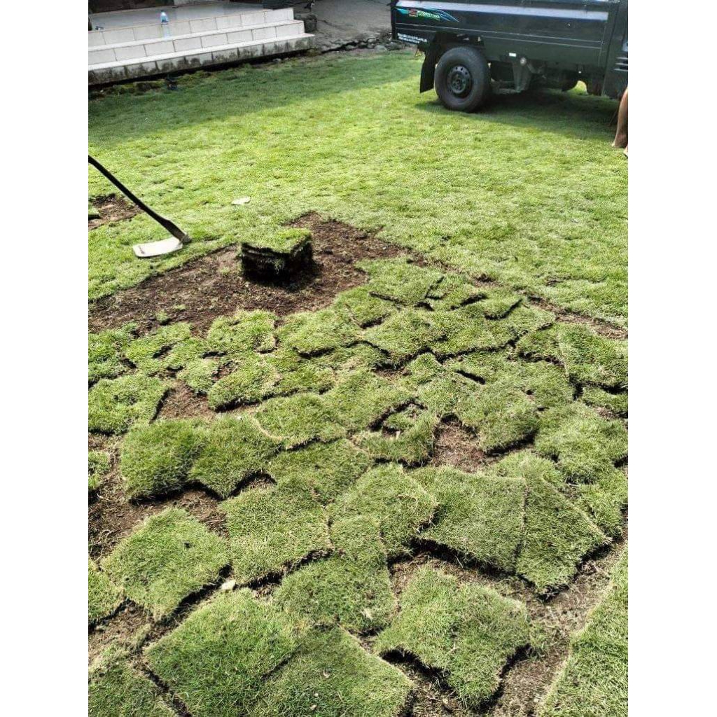 jual Rumput Jepang per kotak | Rumput kuburan