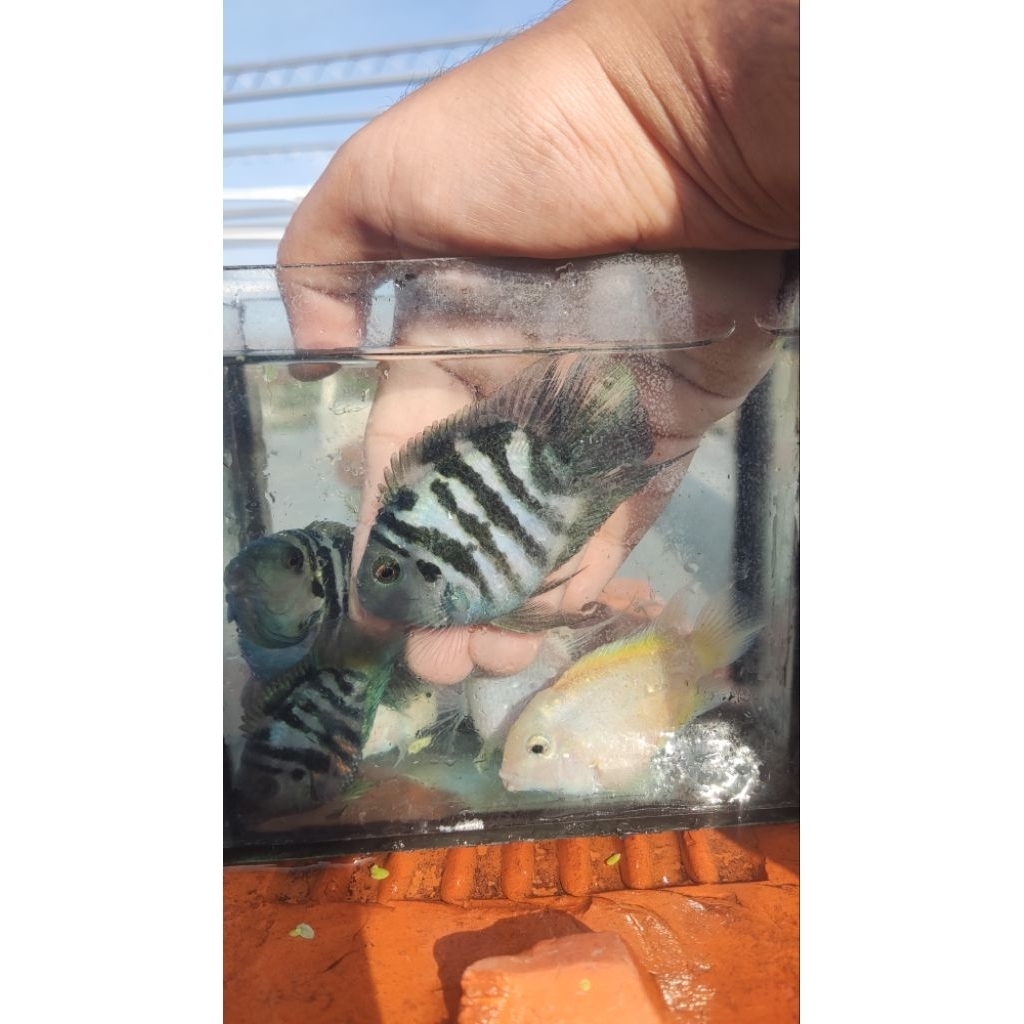 hiasan aquarium sepasang blue polar perrot