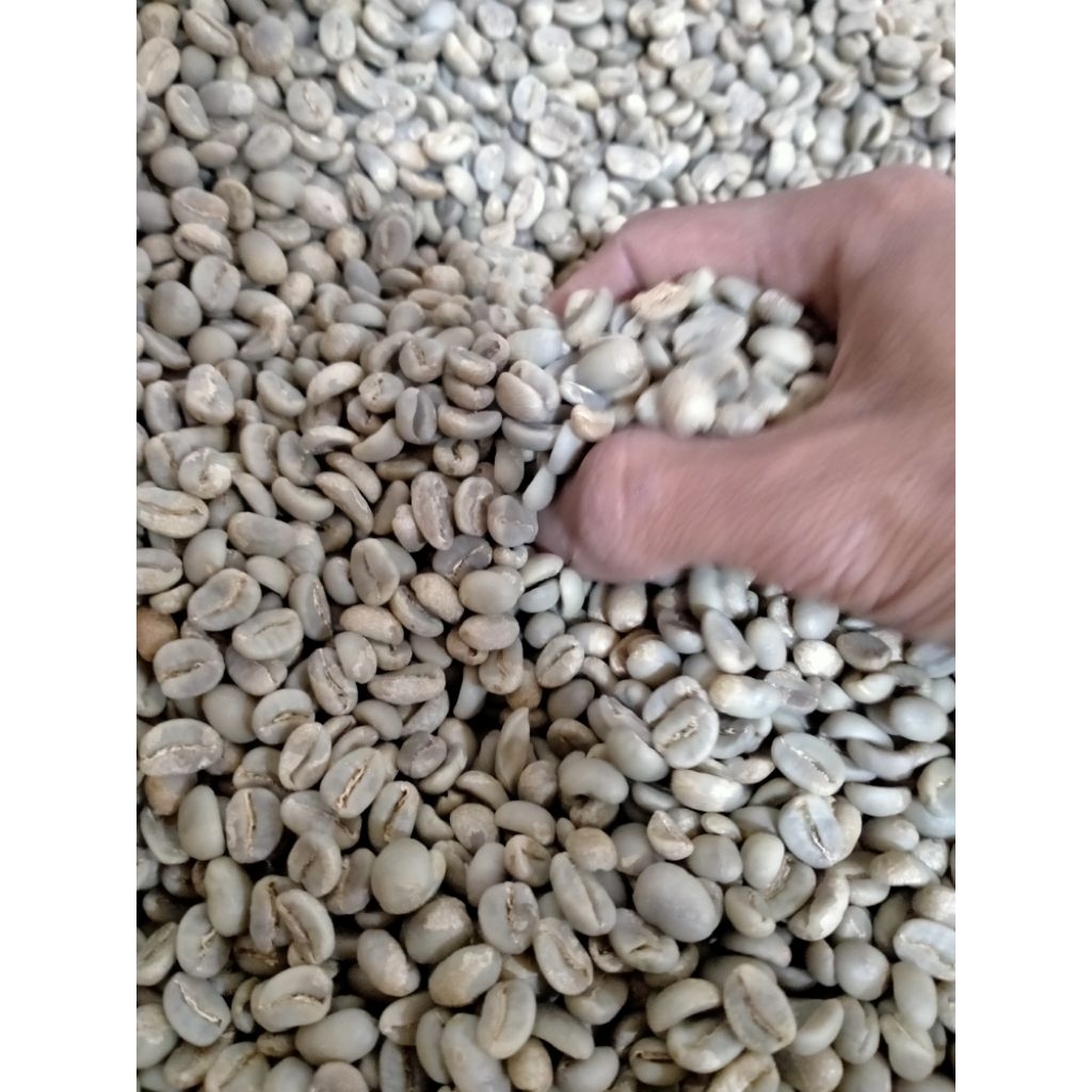 

Kopi Green Been Arabika Full Wush Dengan Cita Rasa Murni Dari Tanoh Gayo Aceh