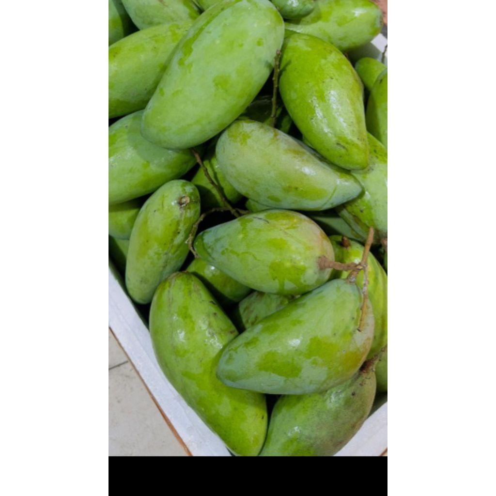 mangga kiojay / mangga thailand mentah mengkal asem cocok untuk rujak