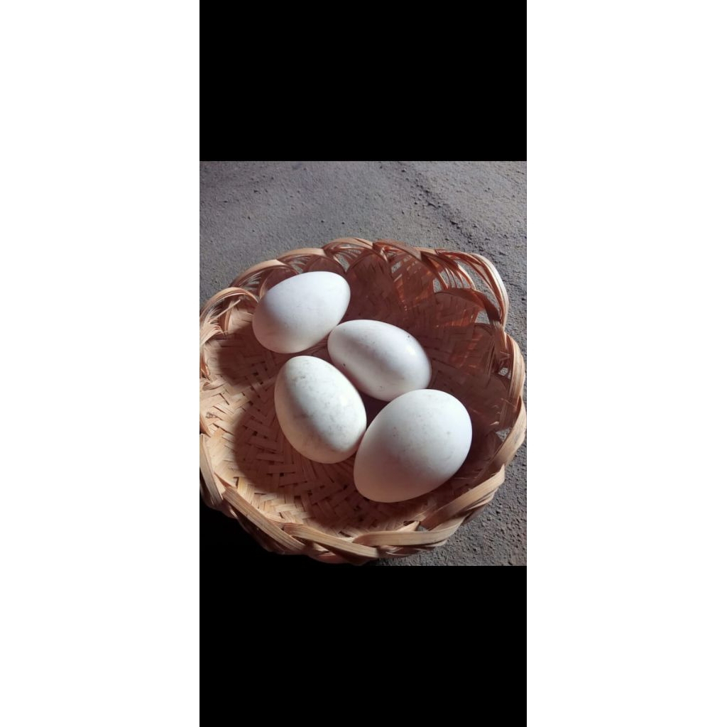 

telur angsa soang Fress/telur angsa untuk di konsumsi
