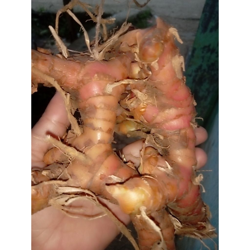 

jahe merah segar 1000grm