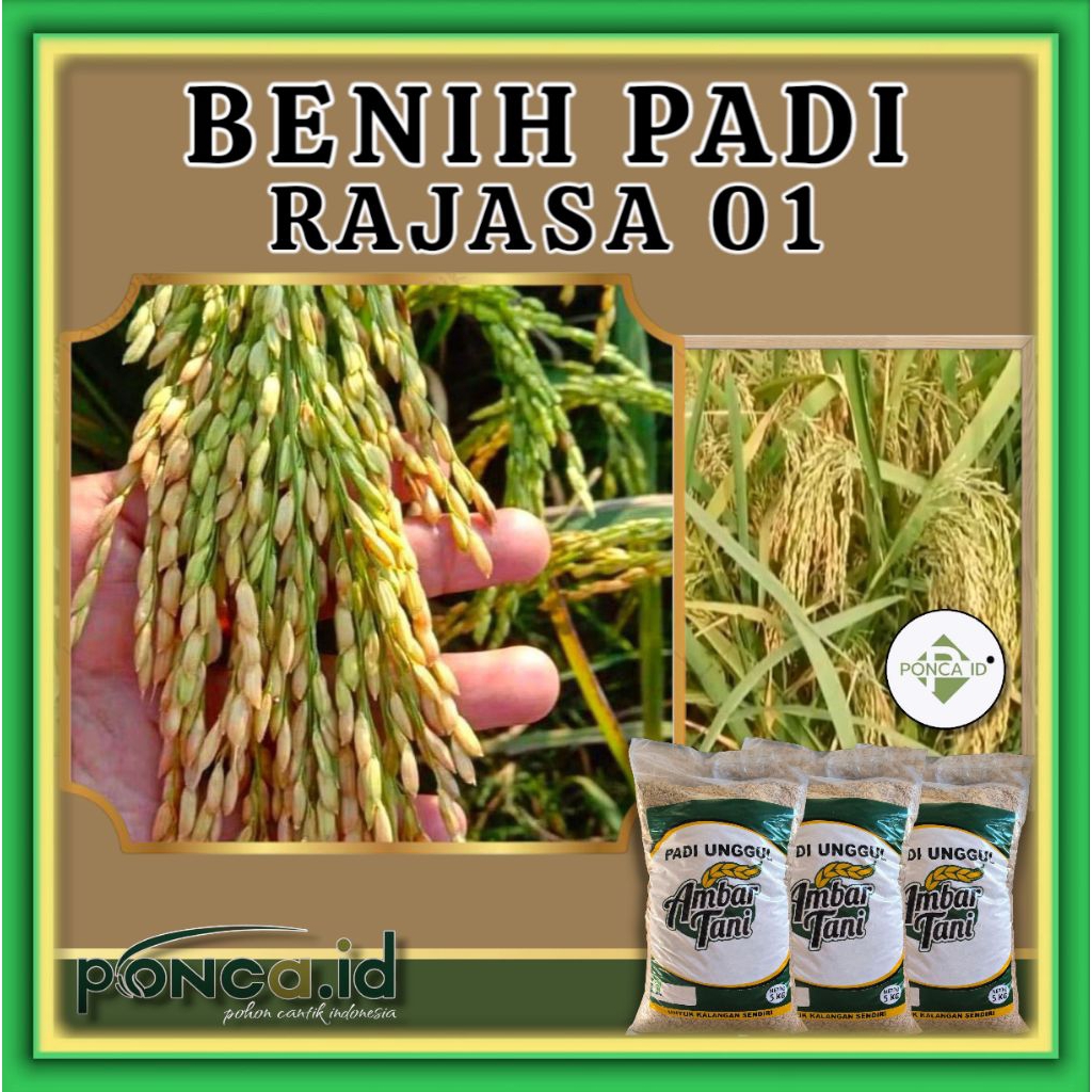 benih padi rajasa 01 kemasan 5kg