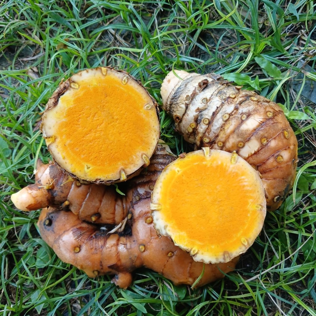 

TEMULAWAK ASLI FRESH LANGSUNG DARI KEBUN KUALITAS GRADE A