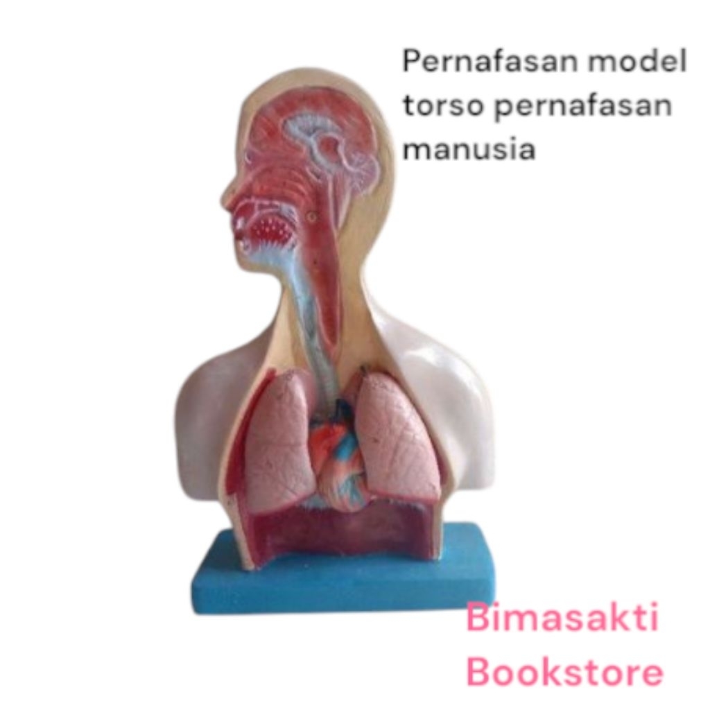 

Pernafasan model torso pernafasan manusia