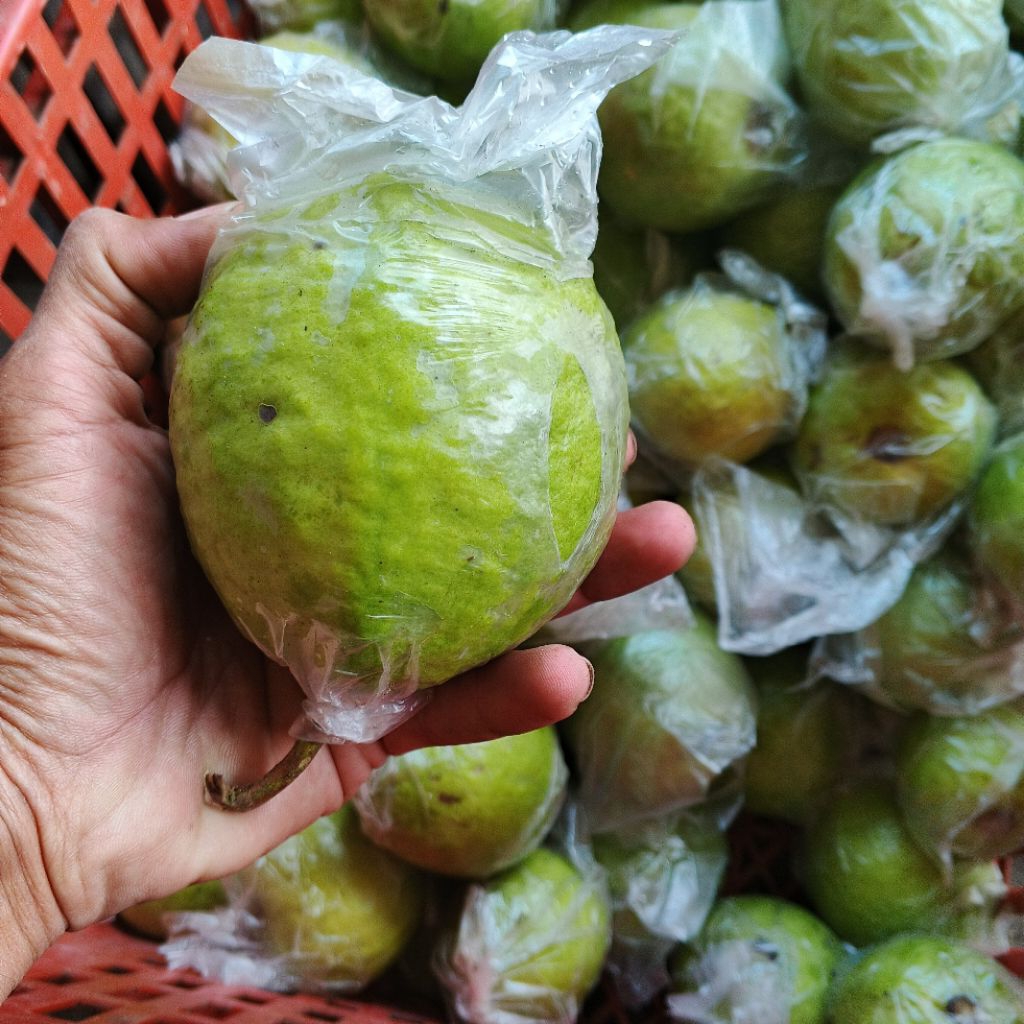 

Jambu Merah 1kg, fresh baru petik, cocok untuk jus