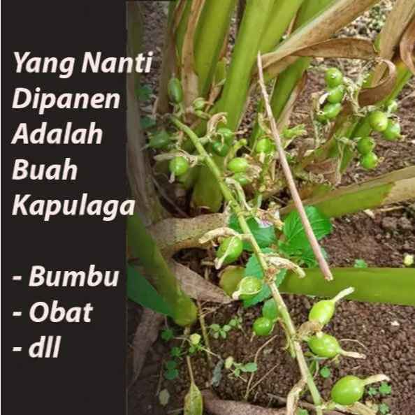 BIBITMU isi 50 butir Bibit Kapulaga Hibrida / Kapulaga Hijau / Bibit Kapulaga Hibrida / Bibit Kapula