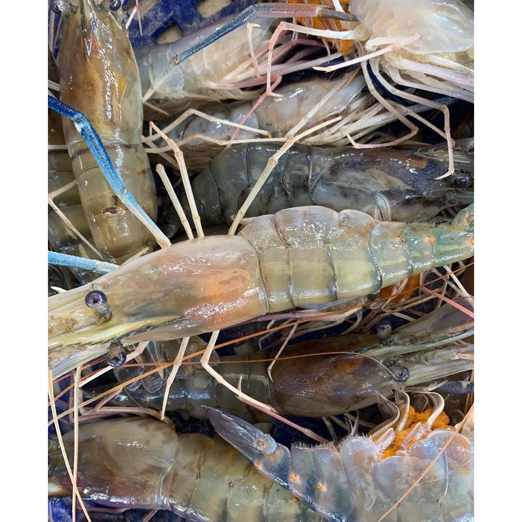

udang galah kecil 25-30 ekor per kg harga 500 gr