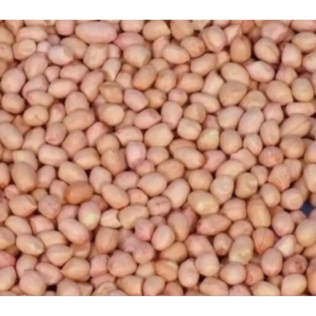 

[termurah] kacang tanah tanpa kulit