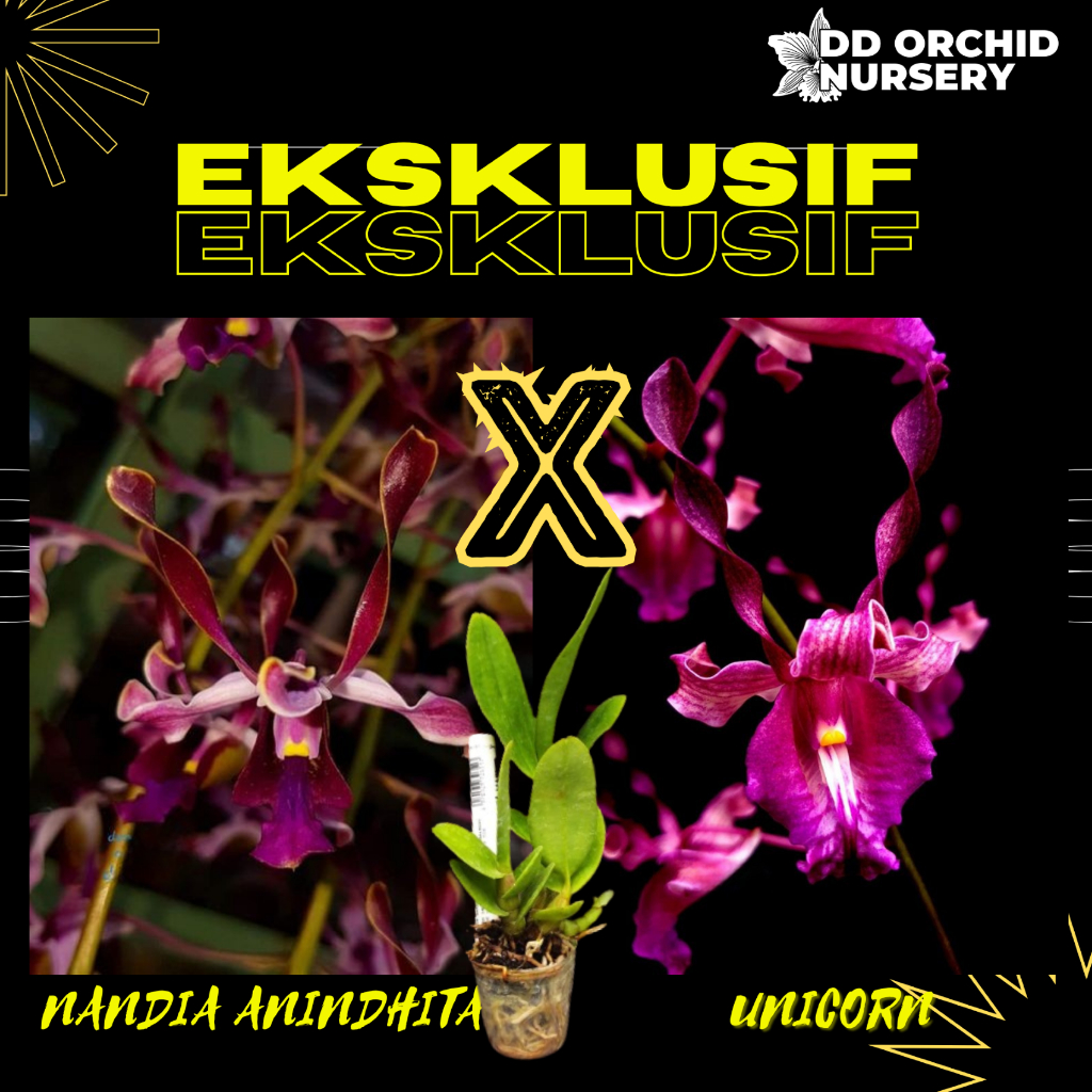 DD Orchid Seedling Anggrek Dendrobium Nandia Anindhita x Den. Unicorn