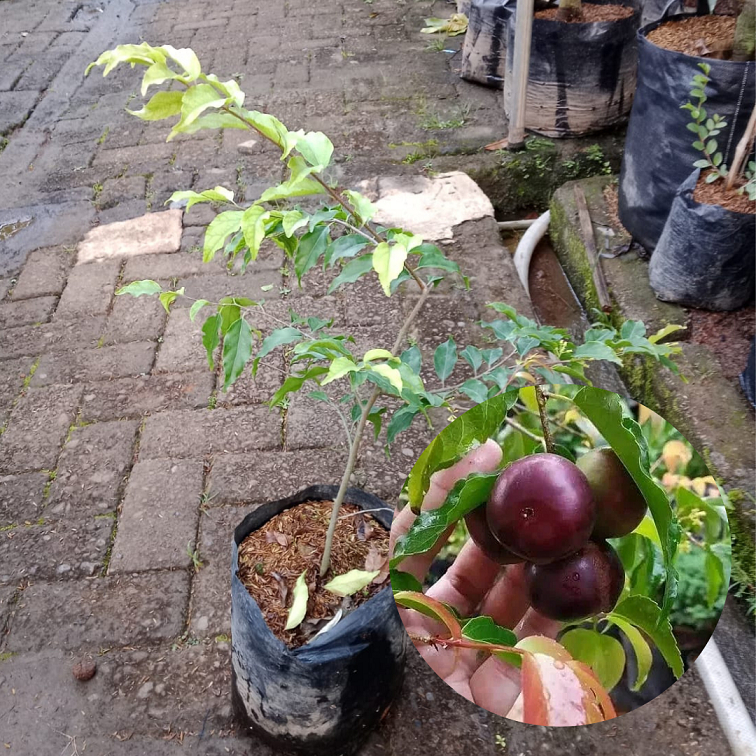 Bibiut Buah Plum Manila |Buah plum |Bibit buah