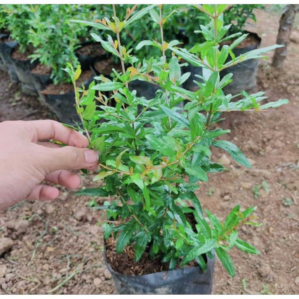 Bibit Pohon Delima Merah Tanaman Buah Bibit Pohon Delima