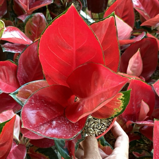 aglonema suksom jaipong mawar super merah