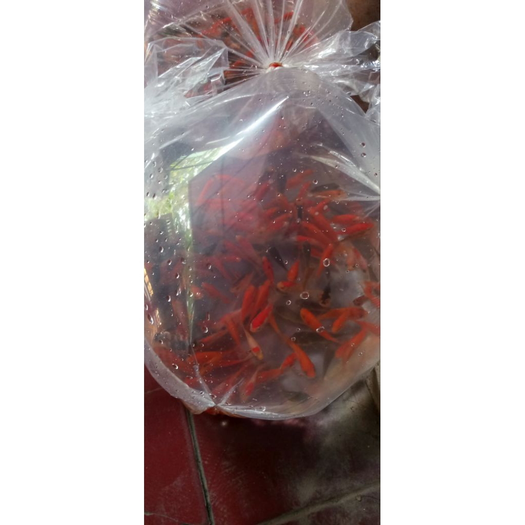 Ikan mas 1 liter pakan predator