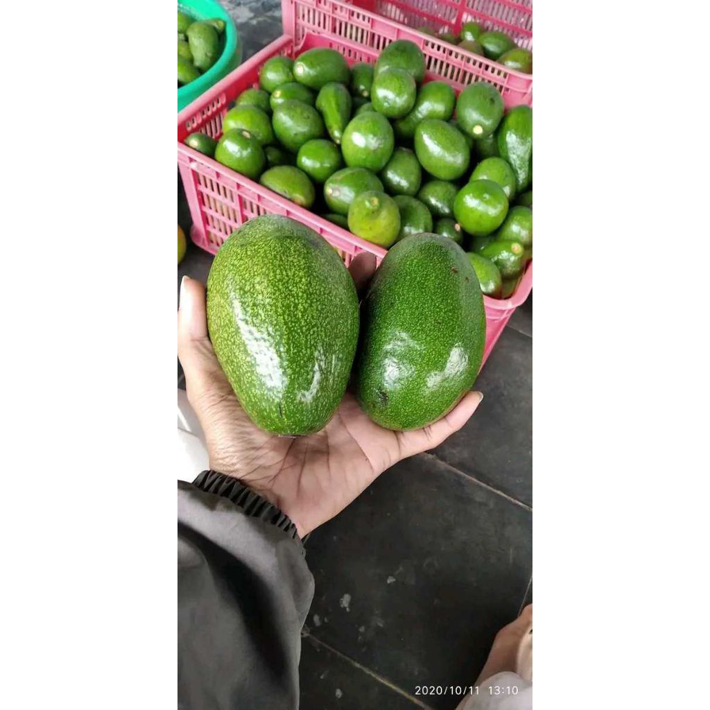 

ALPUKAT MENTEGA GRAD B dan C Isi 1KG Berkualitas