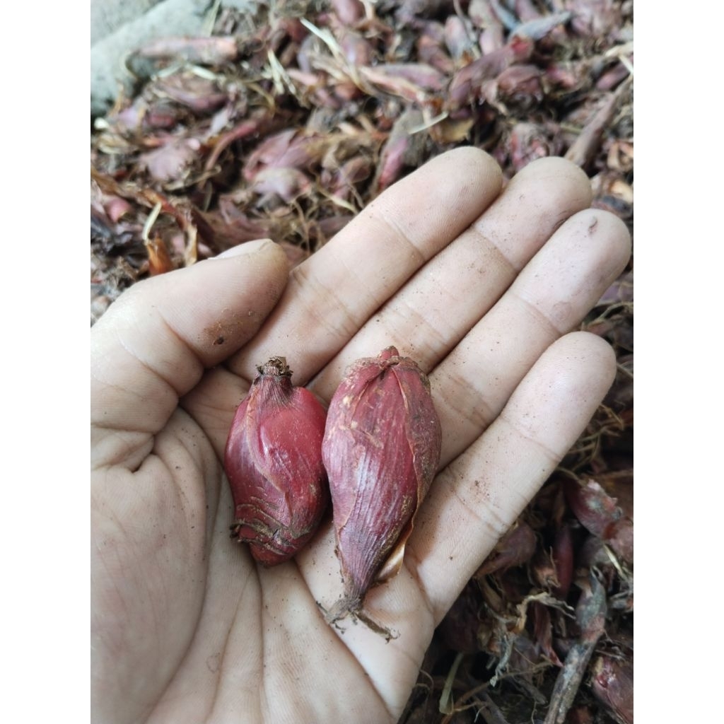 

bawang dayak super segar organik isi 300gram