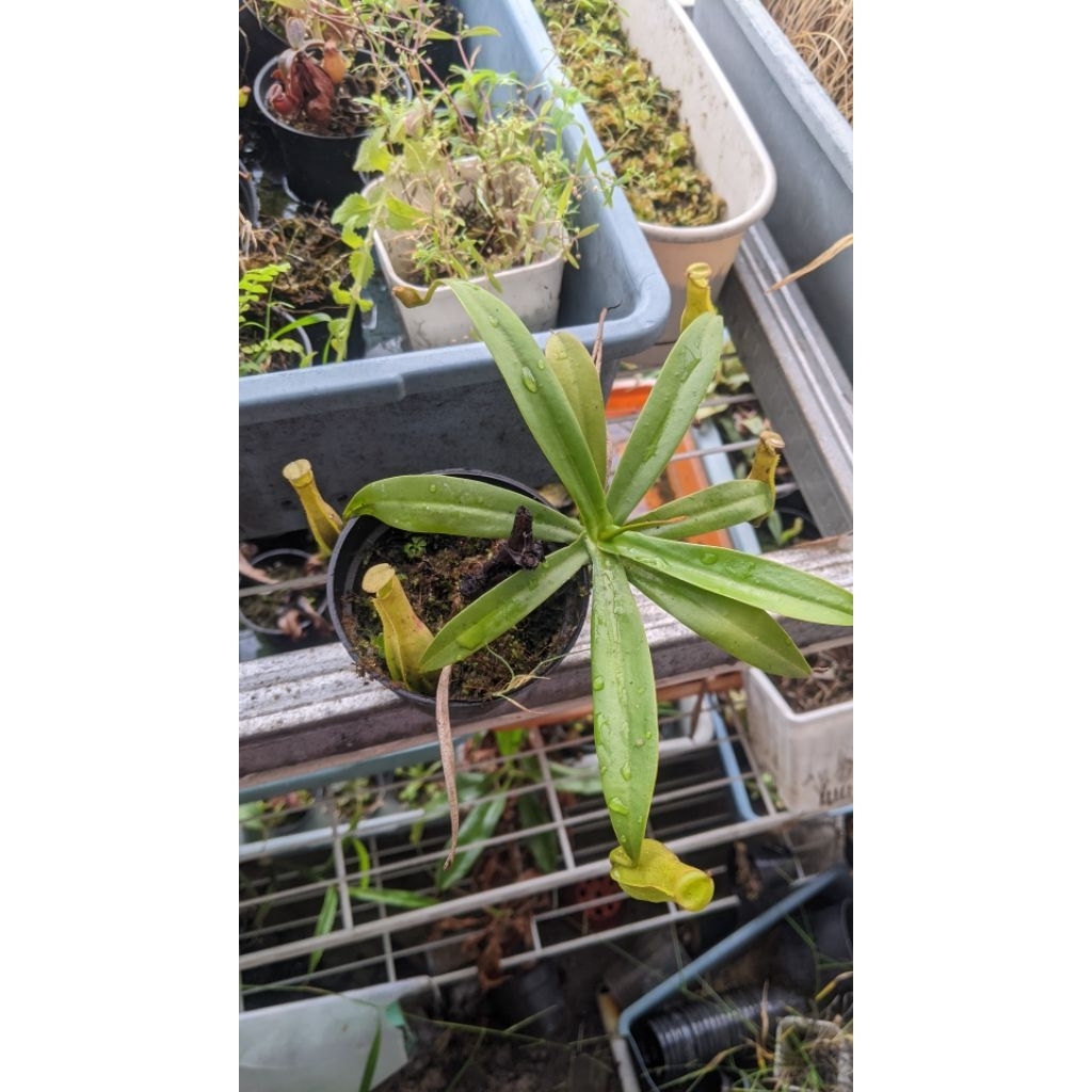tanaman hias nepenthes/kantong Semar albomarginata x reinwardtiana