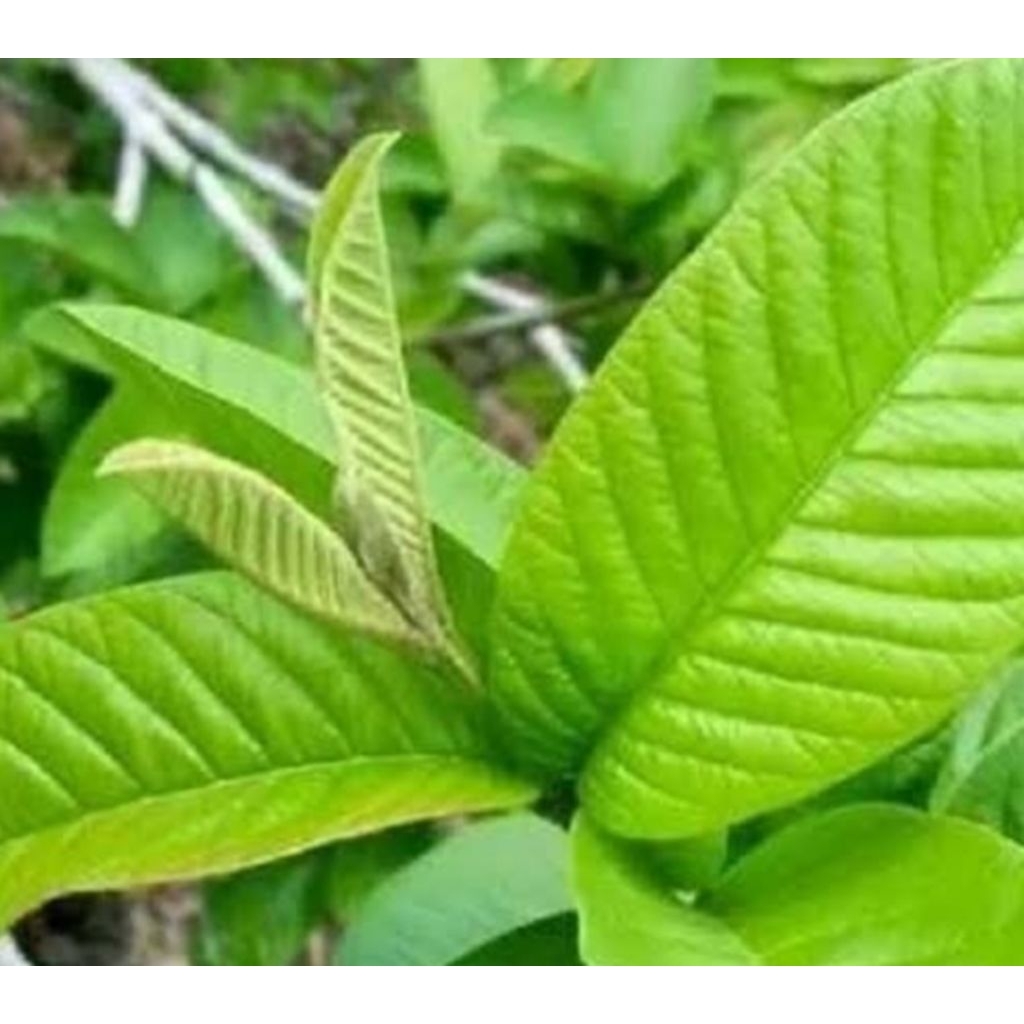 

Pucuk daun jambu biji segar alami berkualitas 250 gram