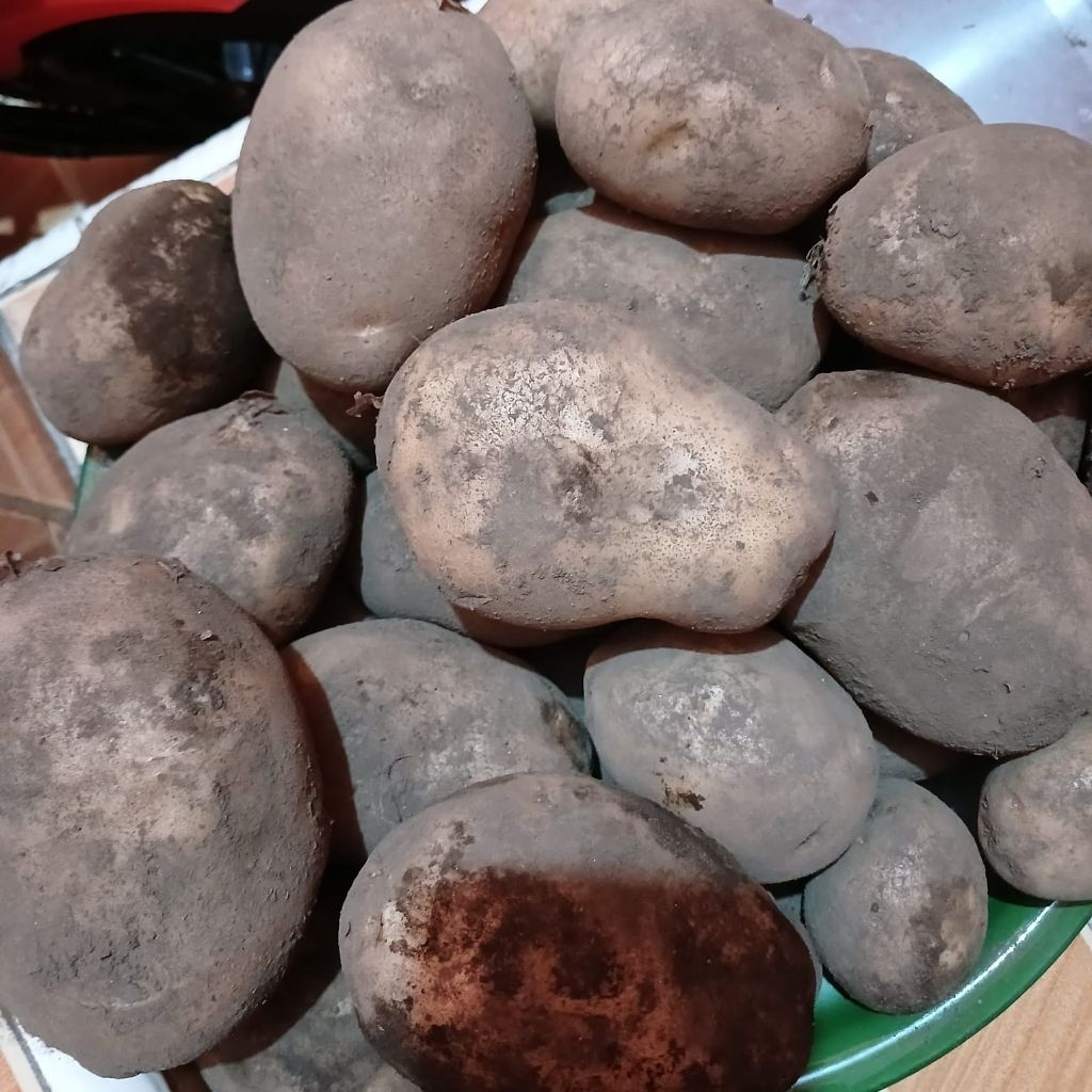 

Kentang Kota Batu 1kg - Ukuran Sedang & Besar | Fresh dari Petani