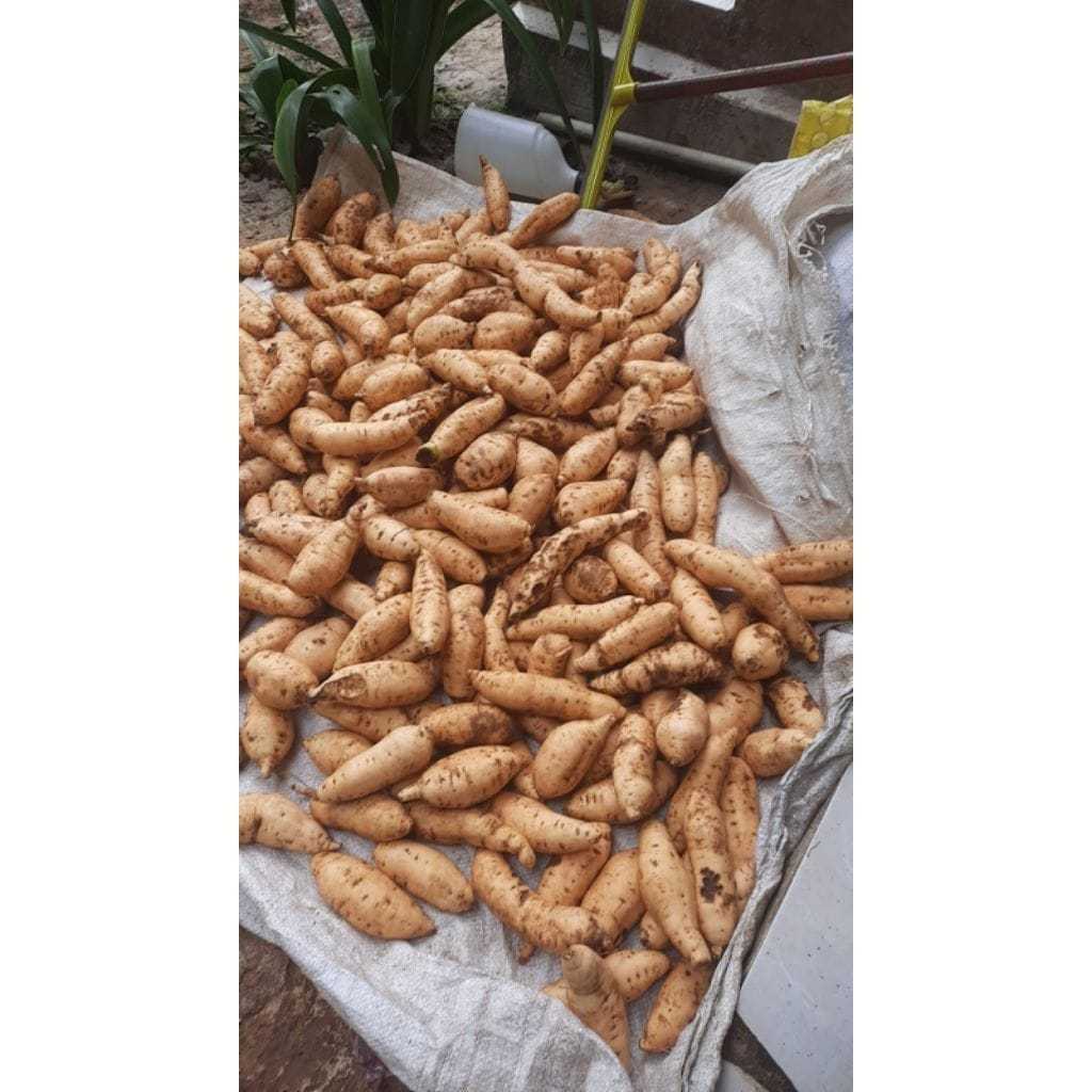 

Ubi Boled Hui Boled Fresh 1 kg Baru Penen