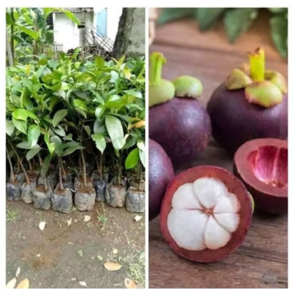 POHON BUAH MANGGIS / TANAMAN BUAH MANGGIS