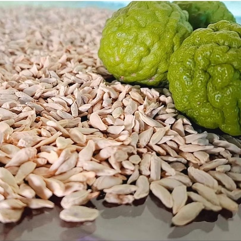 Benih Jeruk Purut Asli / Biji jeruk purut / isi 100 pcs / Jeruk purut / Biji Buah jeruk purut