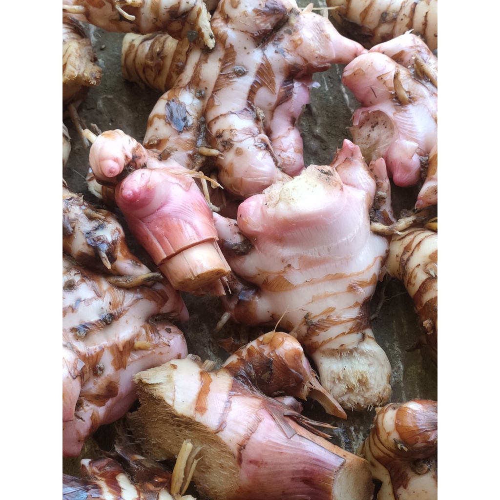 

Laos/lengkuas merah yang banyak manfaatnya. bisa buat bumbu tradisional bisa juga bisa jamu/obat