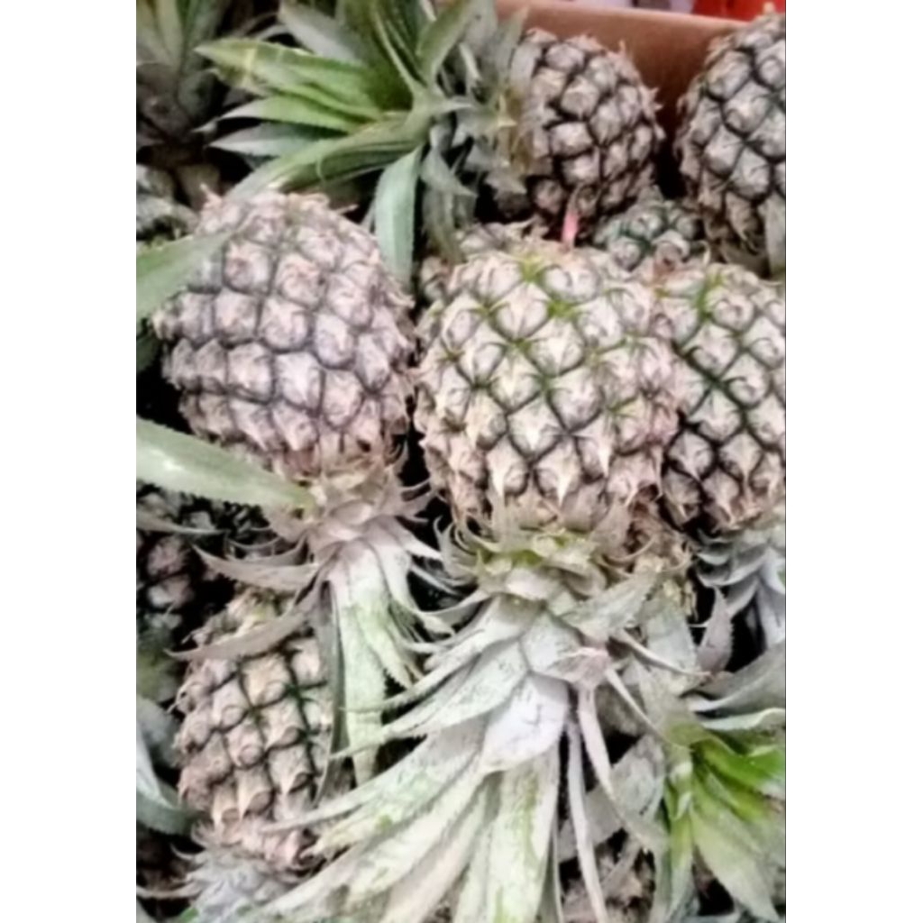 

Nanas muda/nanas hiju kualitas bagus siap kirim
