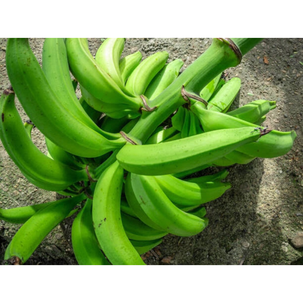

Pisang Tanduk Super isi 10buah