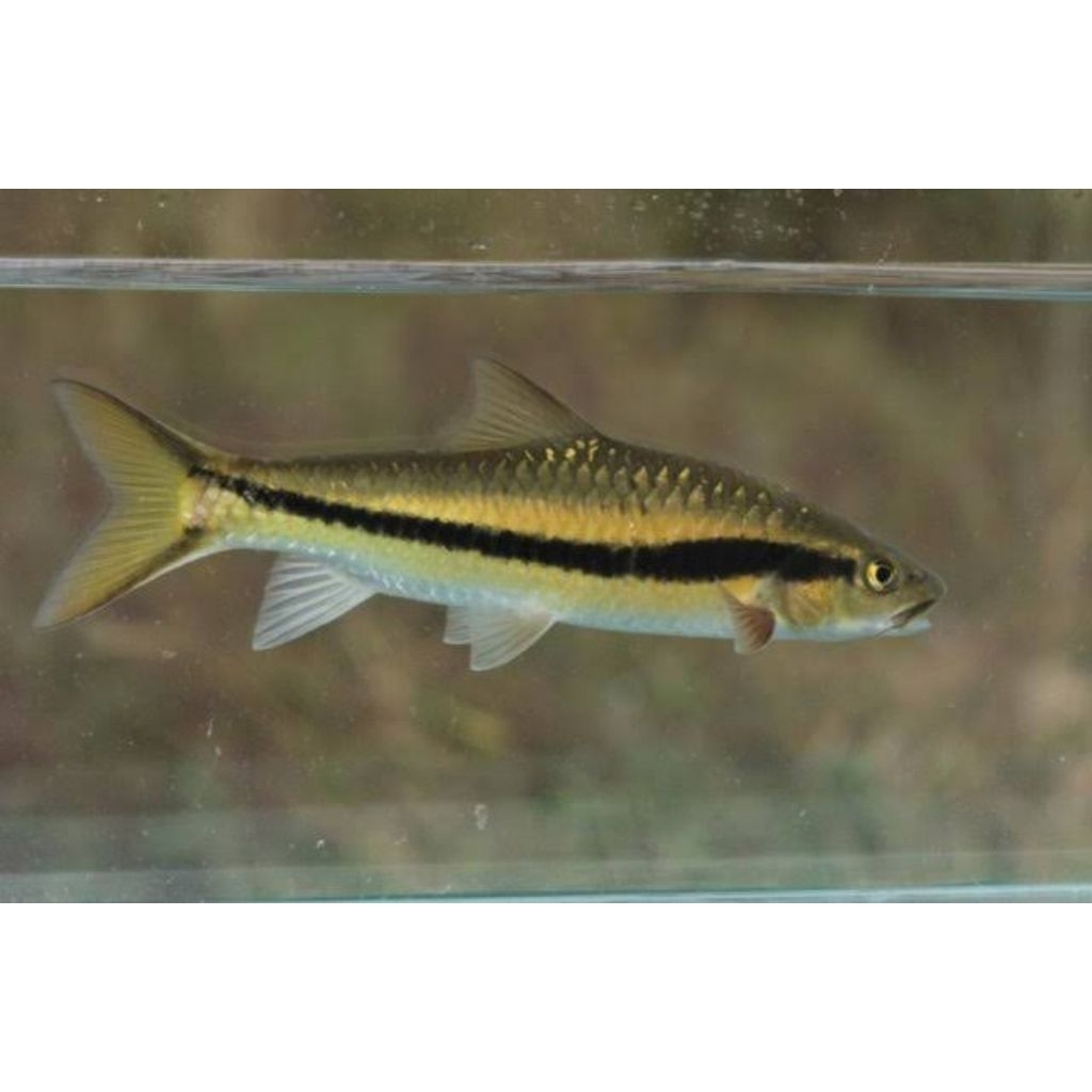 

Stiker Neolissochilus Benasi