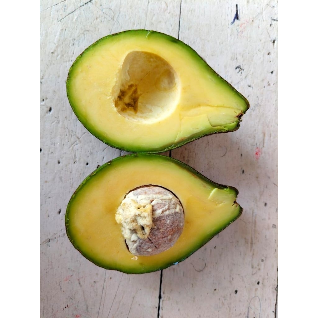 

alpukat segar kebun sendiri