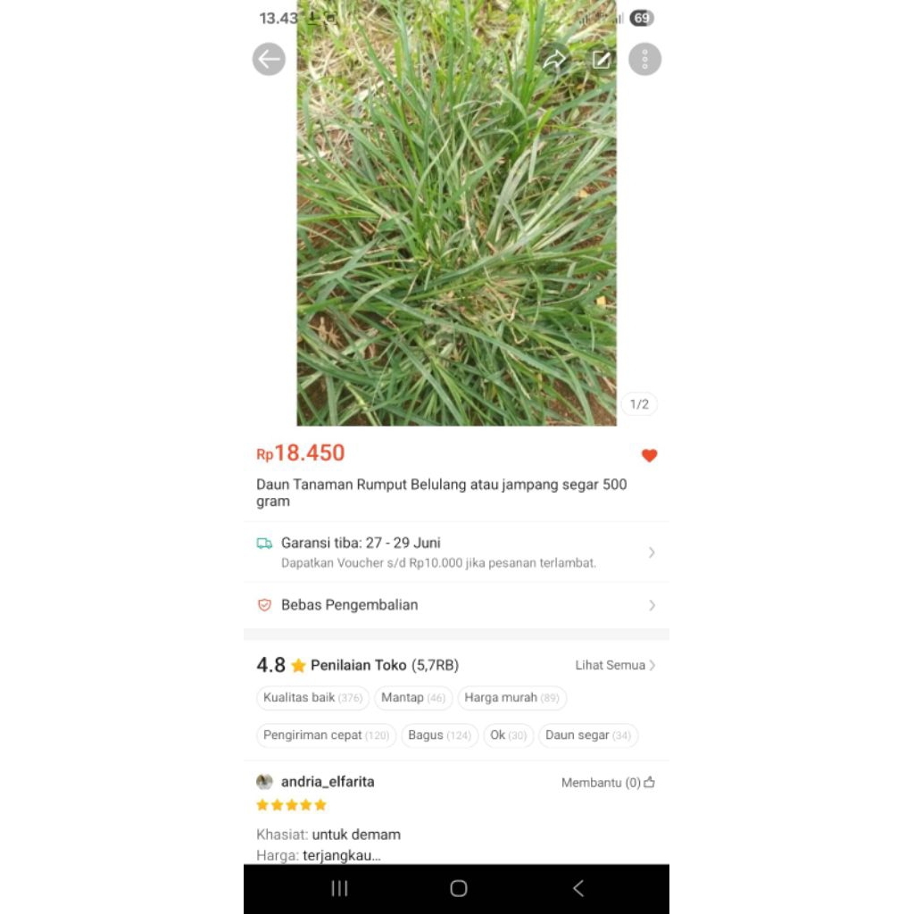 

tanaman rumput belulang atau Jampang segar 500 gram