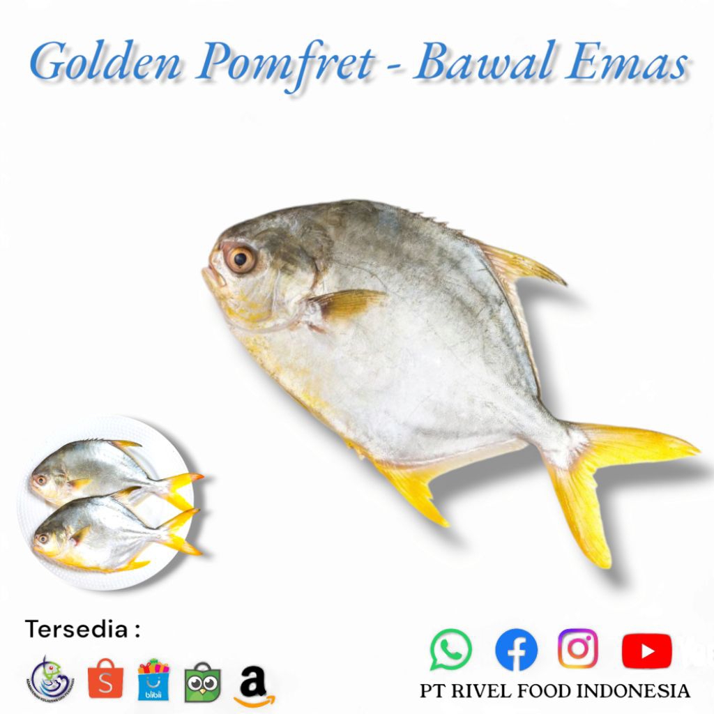 

GOLDEN POMRET (Bawal Emas Premium) Size 300 Gram up Per Kg