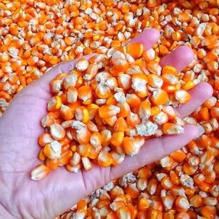 

[Ready Stock] Biji jagung premium, jagung pakan ternak, jagung pakan burung merpati, jagung pakan ayam, biji jagung pakan trernak siap pakai