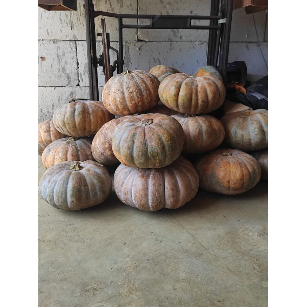 

labu parang suprema per2kg