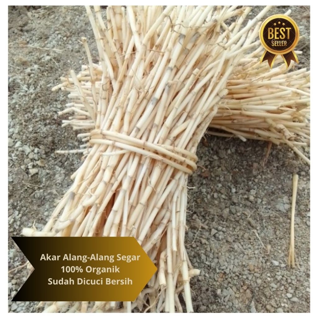 

Akar Alang-alang Segar 500gram-Obat Herbal Alami