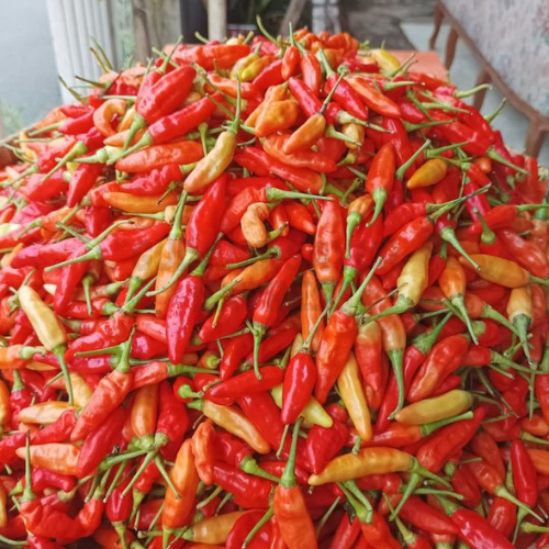 

Cabe / Cabai Rawit Merah 500 gr