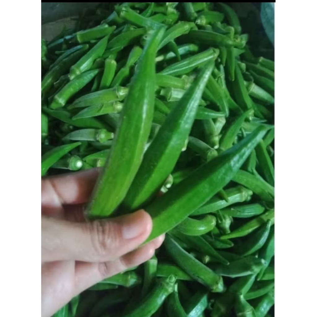 

okra / ocra sayur sehat