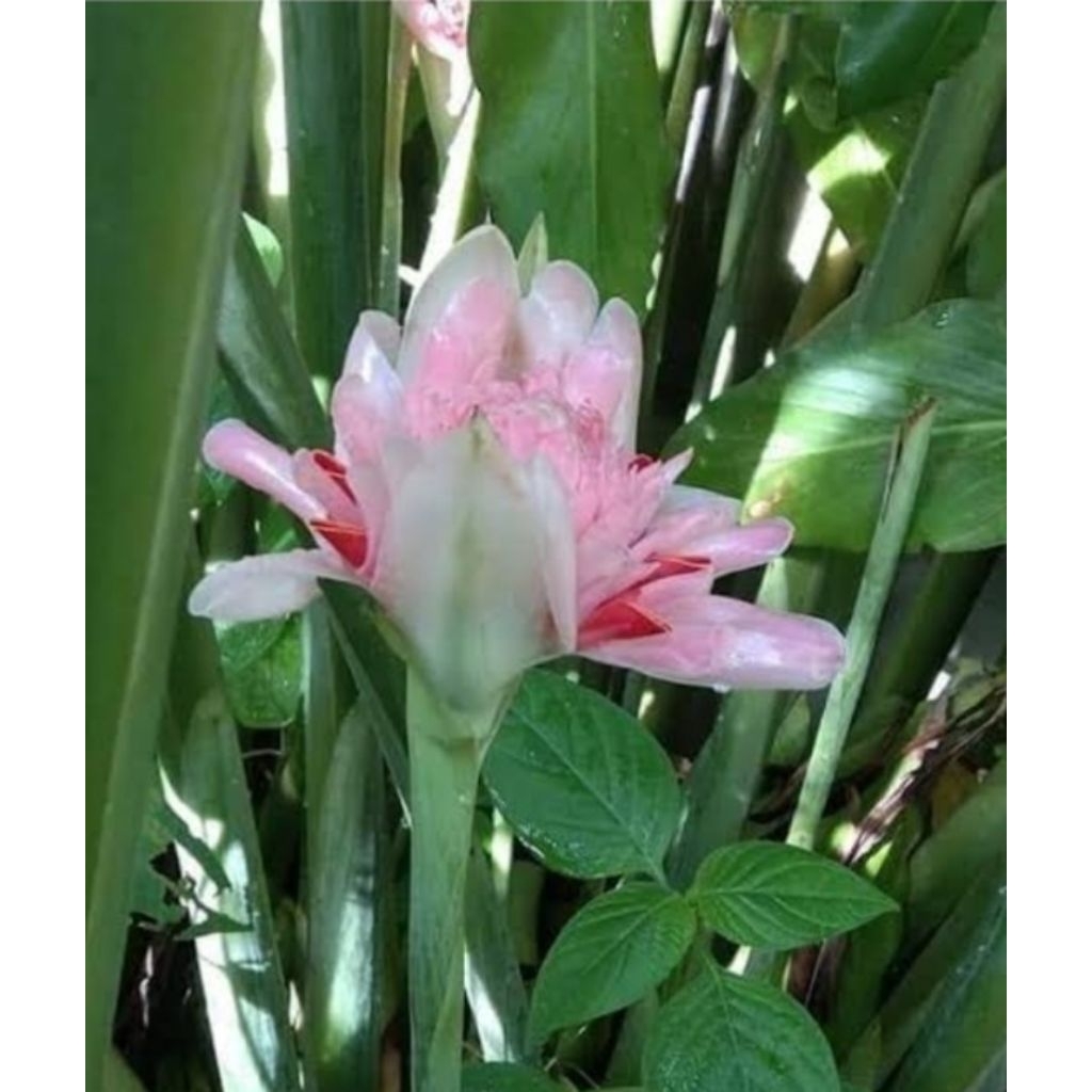 

Daun kecombrang segar alami berkualitas 1kg