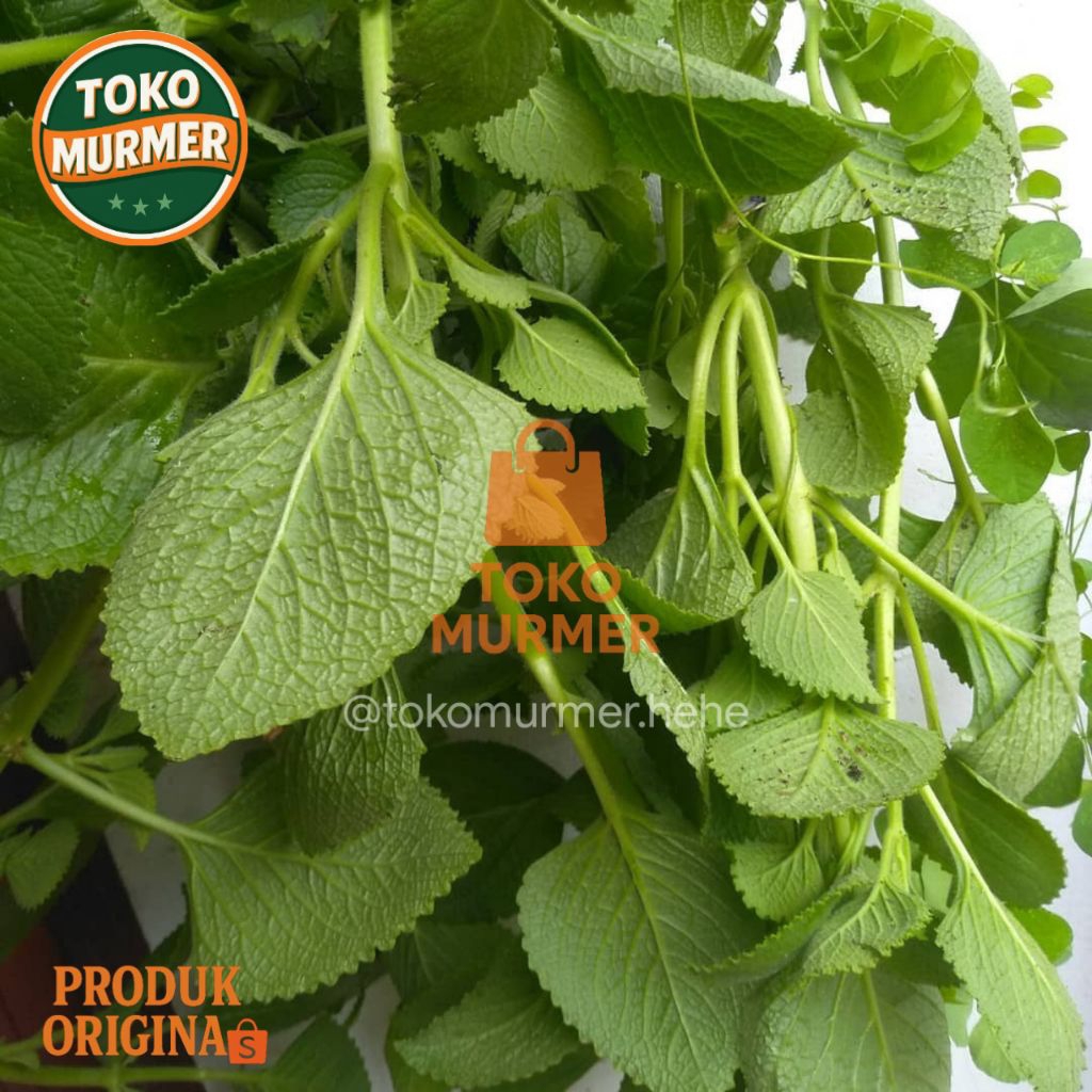 

Daun jinten perlembar herbal segudang manfaat_Toko murmer