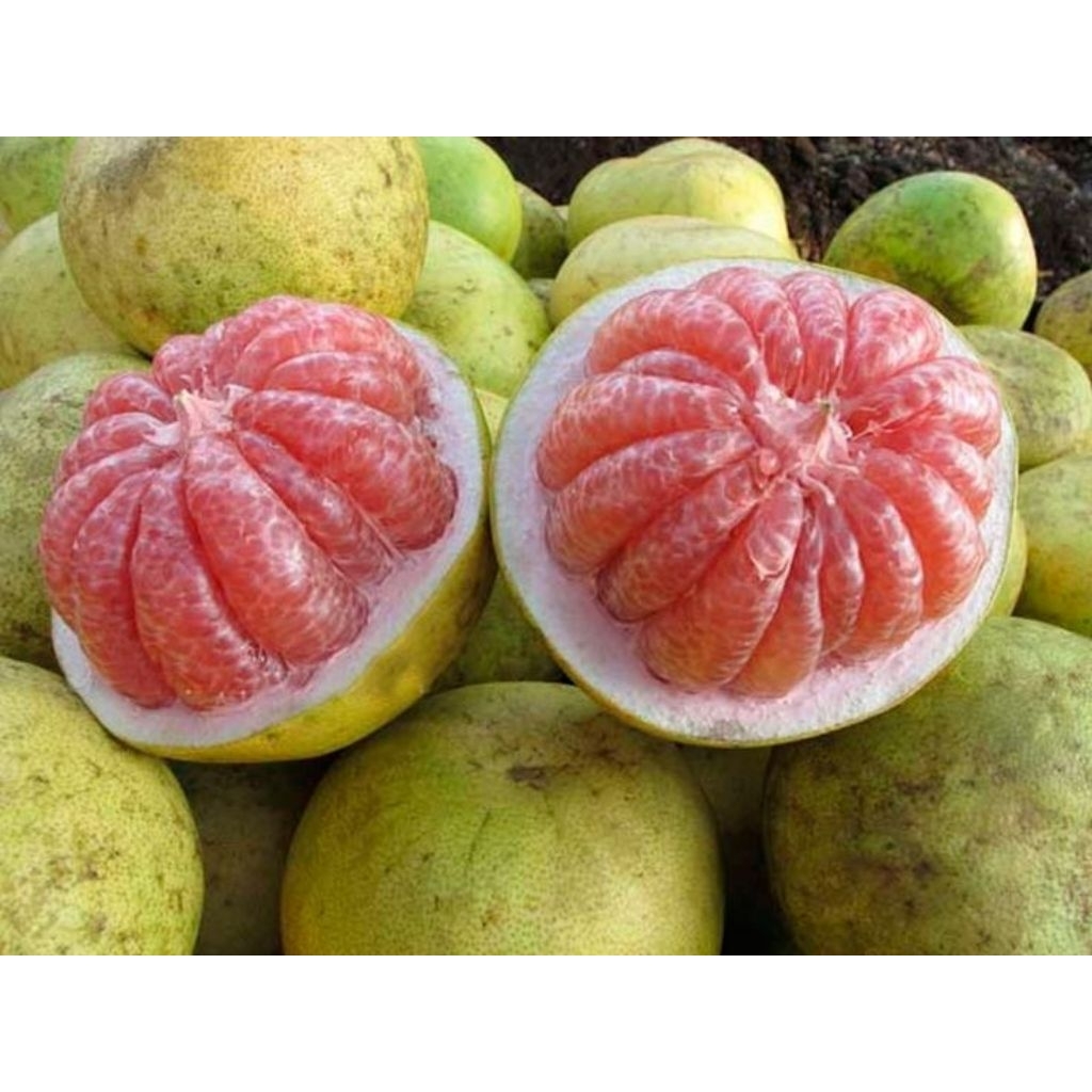 

jeruk / jeruk bali / jeruk besar