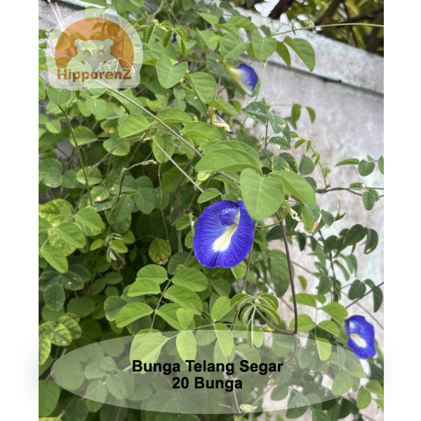 

Bunga Telang BIru 20 Pcs Obat Herbal Ecoprint