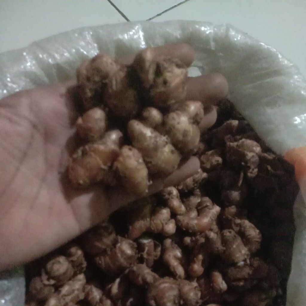 

KENCUR segar tua,super 1kg hasil kebun sendiri buat seblak