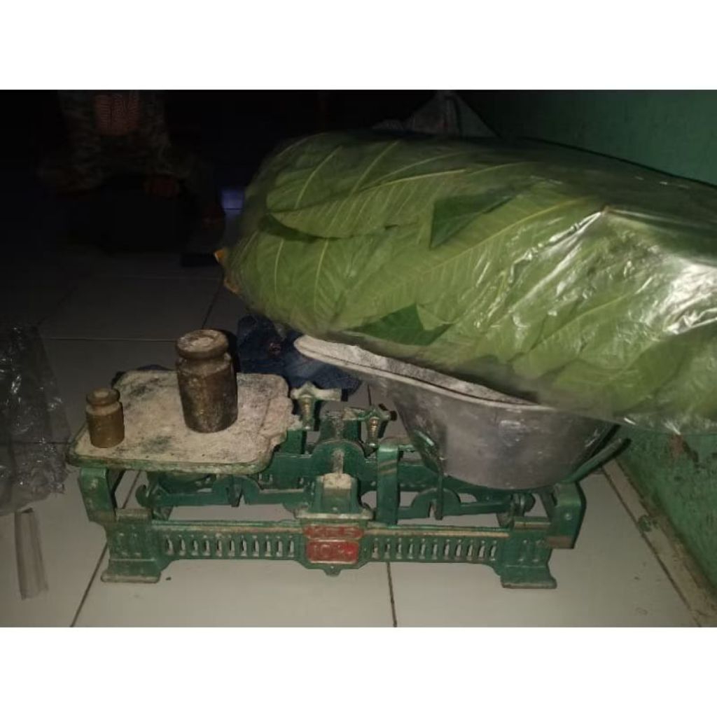 

daun sungkai segar 500 gram herbal