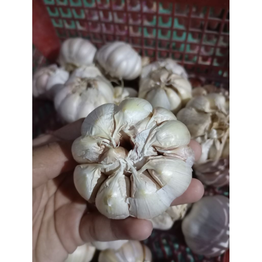 

Bawang Putih Kualitas Pilihan utuh tanpa cutting
